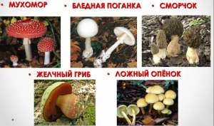Как определить ядовитые грибы?