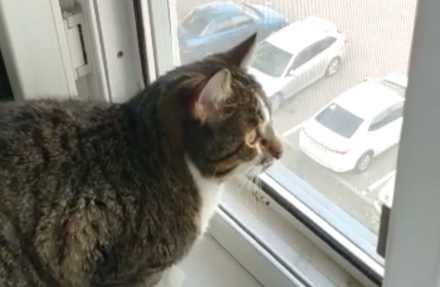 Защитная сетка на окна от выпадения кошек