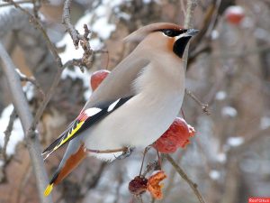 Птицы Ярославской области: разнообразие и красота