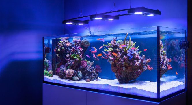 Основные преимущества владения аквариумом