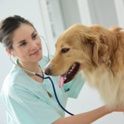 Преимущества обращения в ветеринарную клинику